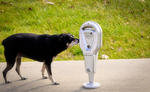 Maggie & Parking Meter