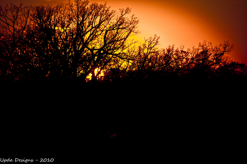 Sunset and Trees