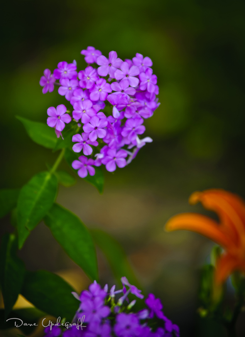 Floweres at Hurstville Kilns