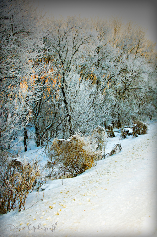 Icy trees at Sunrise