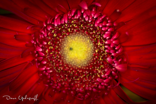 Flower Shoot | Jeanne's Flowers