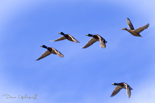 Ducks-1 Ducks on the wing
