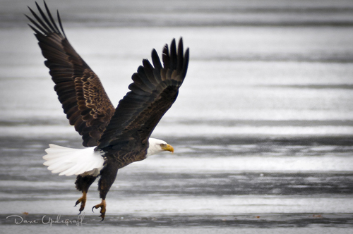 Eagle with landing gear down