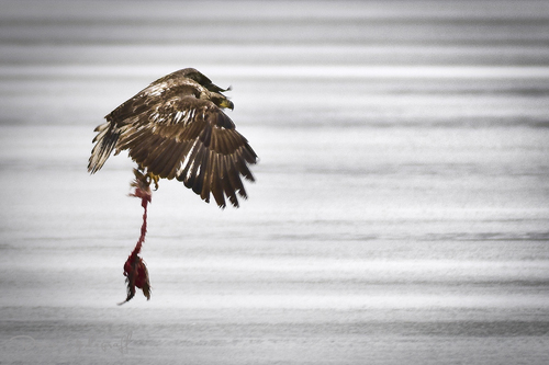 Young Eagle with stolen fish