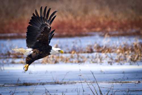 Eagle_One-1 Eagle Take Off