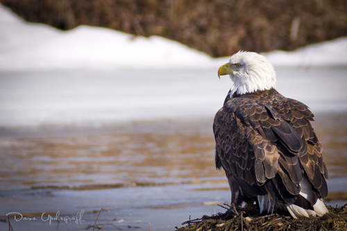 Eagle_Sitting-1 Sitting Eagle