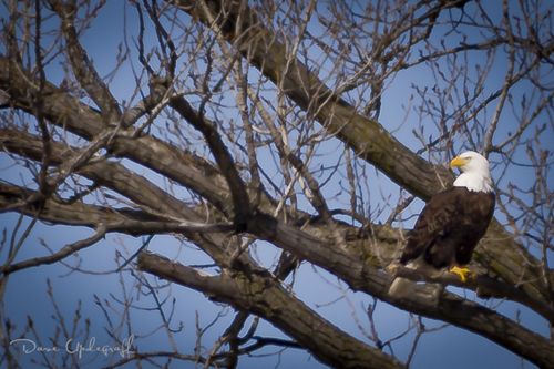 Eagle in Tree