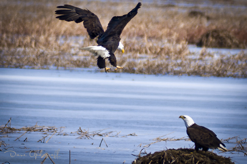 Eagle_Two-1 The Eagle Is Landing