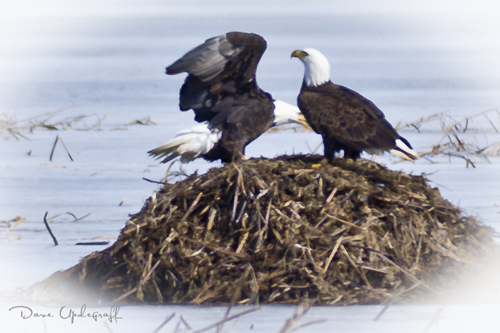 Eagle_Two-2-1 The Eagle Has Landed