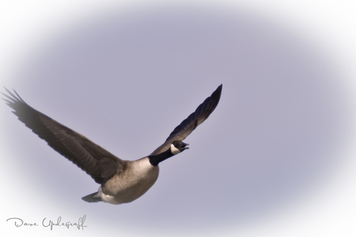 Canadian Goose