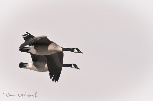 A pair of Canadian Geese