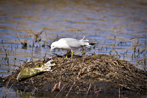Ring Billed Gull