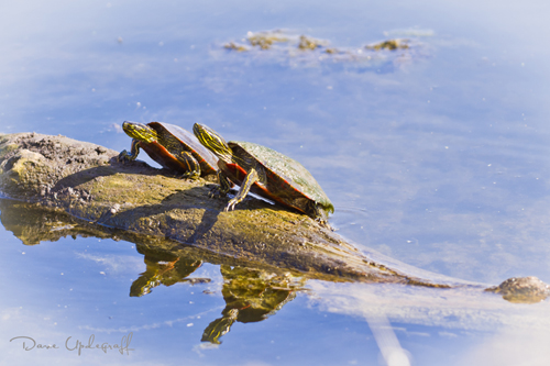 Sun bathing Turtles 