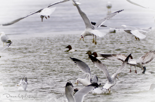 Gulls Flying