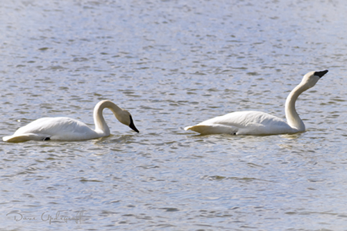 Hurstville Swans - 2