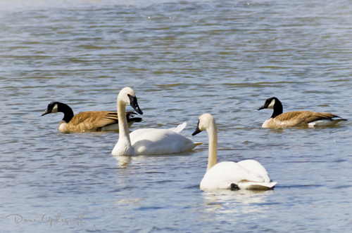 Geese & Swans co-exist