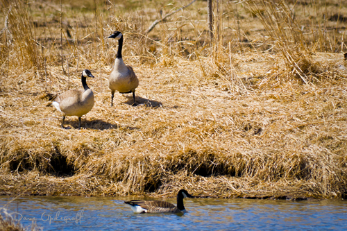 Hurstville Geese - 2