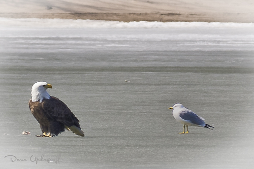 Sabula 2 Eagle and Ringed Bill Gull