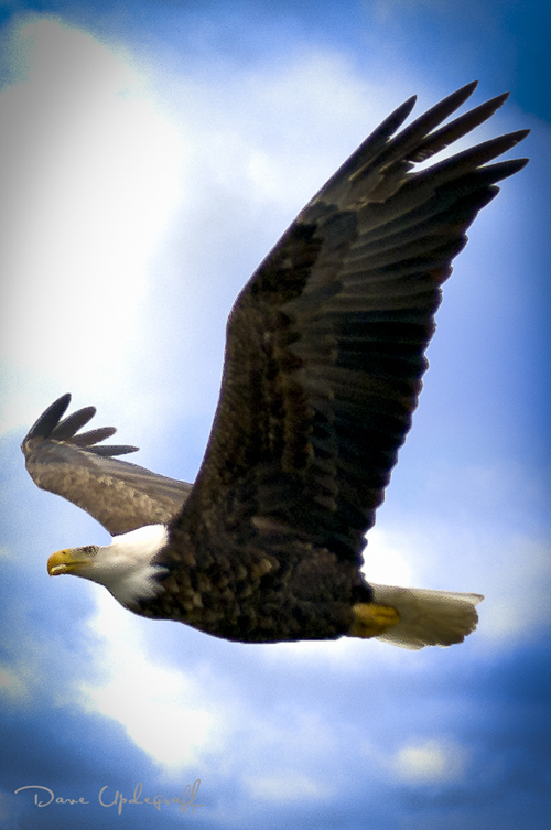 Sabula-EagleBlue-1 Flying Eagle