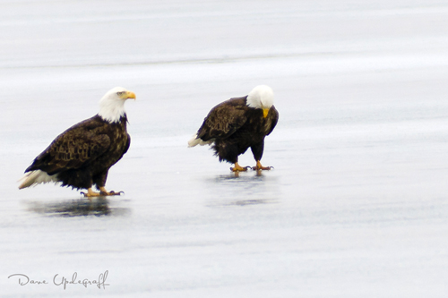 Pair of Eagles @ Sabula