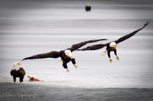 The Eagles Have Landed