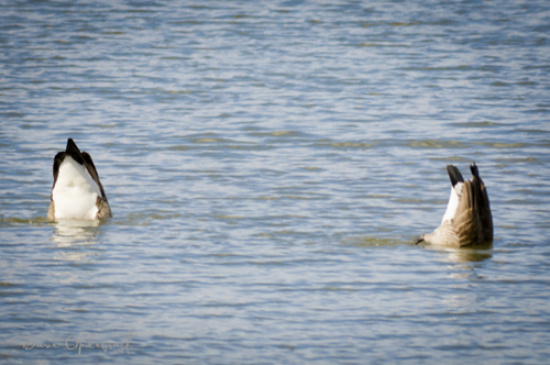 Upside Down Geese