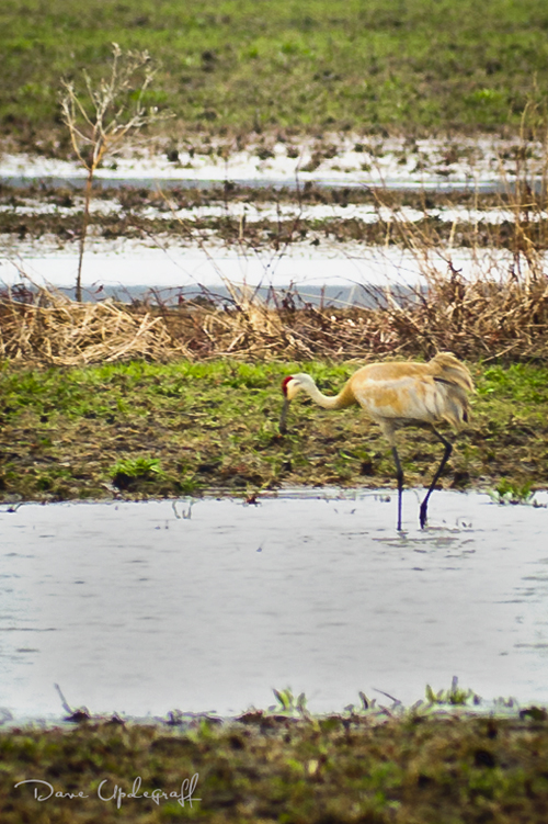 Nikon D700 | Tamron 200 - 500 mm lens | ISO 200 1/160 sec @f8