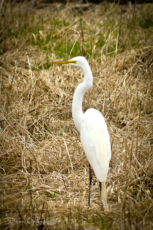 Great Egret
