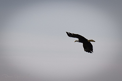 Roadside Eagle Flight