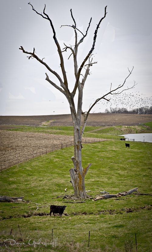 Roadside Eagle's Tree
