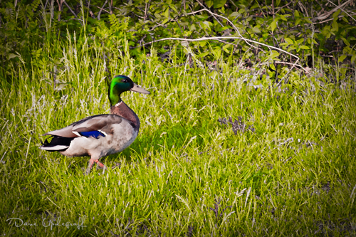 Cedar Rapids Mallard Duck