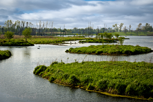 May10-2011-1A-1 Hurstville Duck Pond