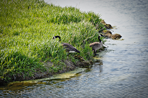 May10-2011-2A-1 Back to the Island