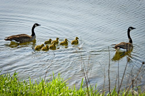 Family Geese 3