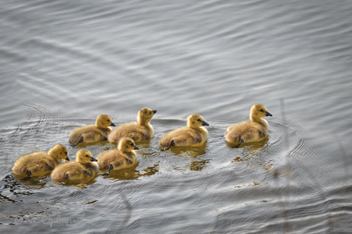 Family Geese 4