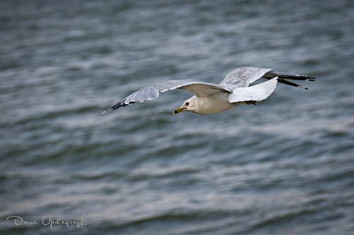 Ringed Bill Gull