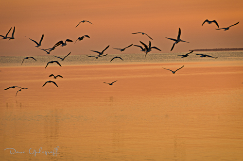 Gulls hunt for breakfast
