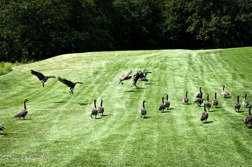 Geese at Valley Oaks CC