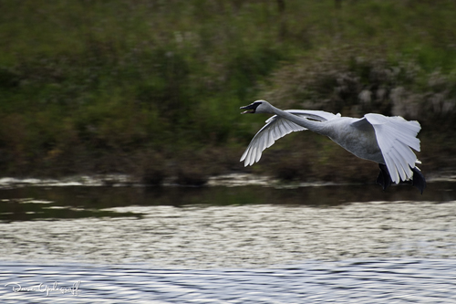 Victorious Swan Returns