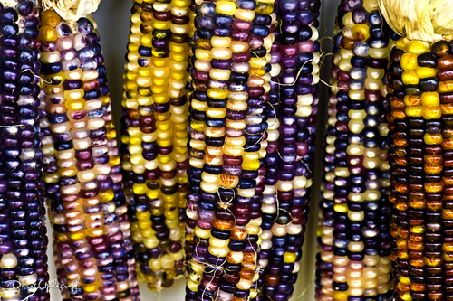 Adventure-3X-2 Indian Corn