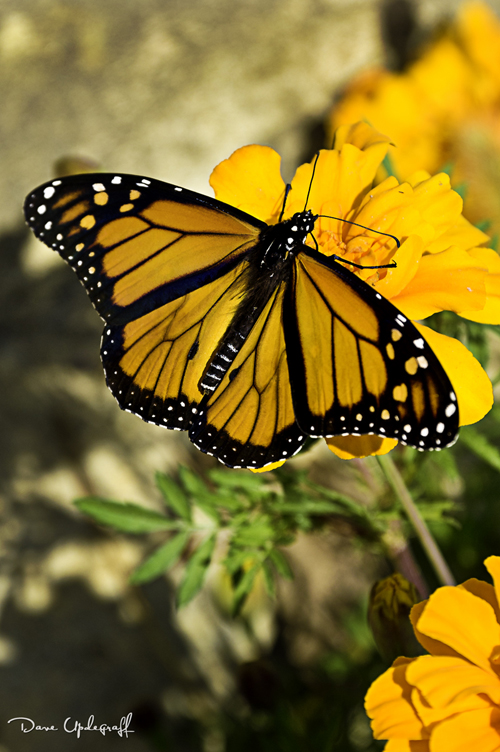 Adventure-6-A Monarch Butterfly