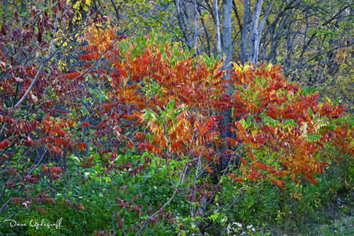 Fall Leaves of October - 2011