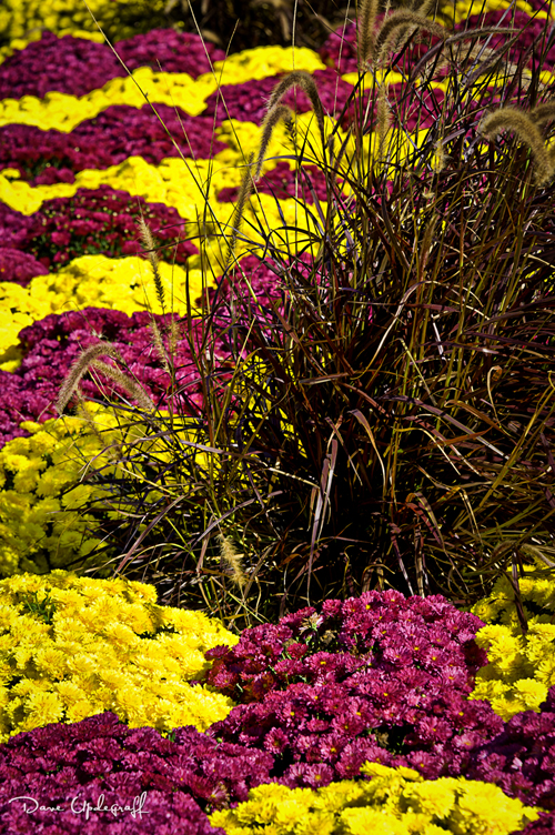 Flowers on the photo walk