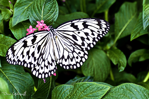 Still Another Butterfly