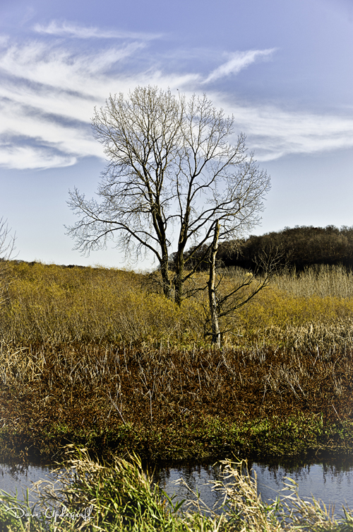 A tree at Green Island