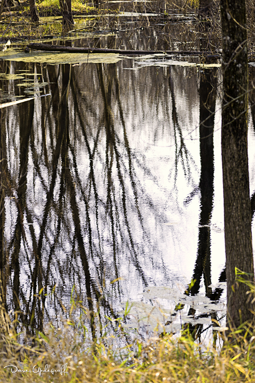 Reflection at Green Island