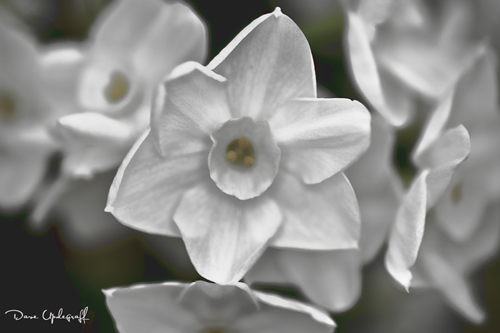 Flowers from Reiman Garden