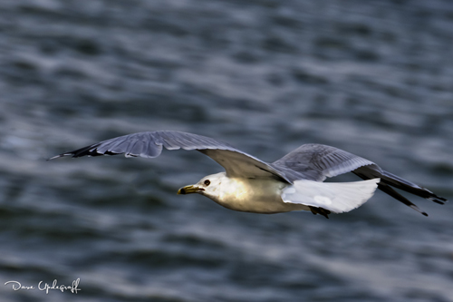 Ringed Bill Sea Gull