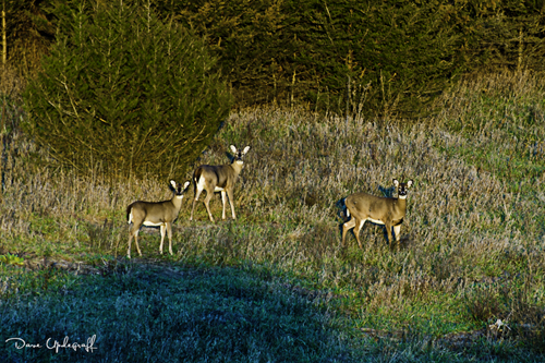 Thursday-11-03-2011-B Deer graze near highway 61 near Maquoketa, Iowa