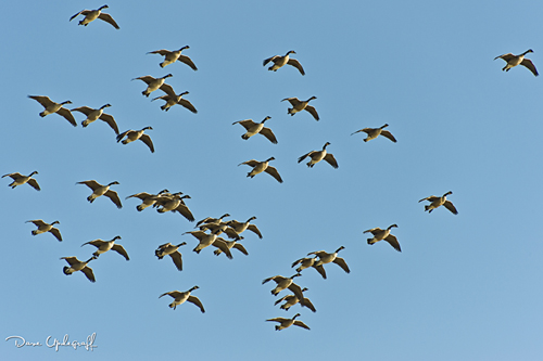 A Gaggle Of Geese